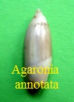 Agaronia annotata, Marrat 1871